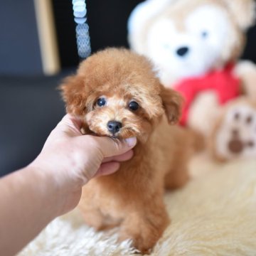 トイプードル(タイニー)【茨城県・男の子・2025年7月2日・レッド】の写真「ショッピングローン60回までOK」
