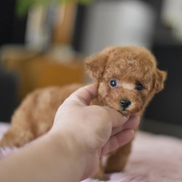 トイプードル(ティーカップ)【茨城県・男の子・2025年7月2日・レッド】の写真「ショッピングローン60回までOK」
