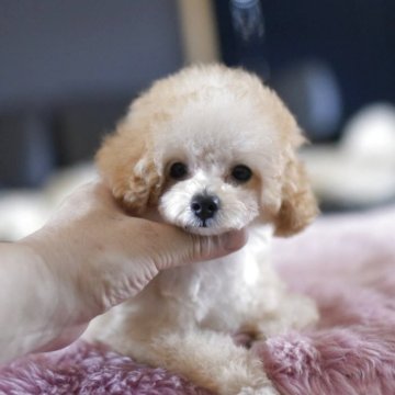 トイプードル(タイニー)【茨城県・男の子・2025年4月24日・アプリコット】の写真「PayPay使えます　」