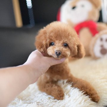 トイプードル(トイ)【茨城県・男の子・2025年7月29日・レッド】の写真「カードで分割24回までOK！」