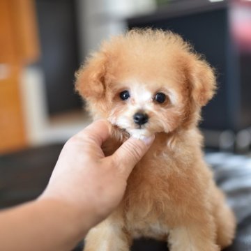 ティーカッププードル【茨城県・男の子・2025年7月18日・アプリコット】の写真「可愛いですよ！」