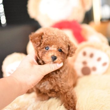 タイニープードル【茨城県・女の子・2025年7月2日・レッド】の写真「PayPay使えます　」