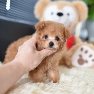 トイプードル(ティーカップ)【茨城県・男の子・2025年7月18日・レッド】の写真「超可愛いですよ！」