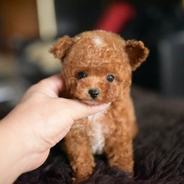 ティーカッププードル【茨城県・男の子・2025年9月17日・レッド(薄め)】の写真「立ち耳くん」