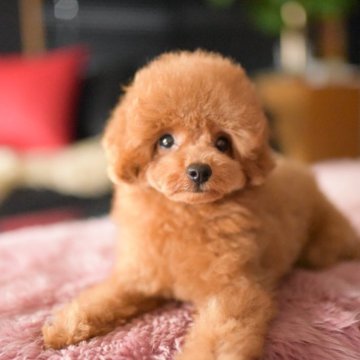 トイプードル(タイニー)【茨城県・男の子・2025年7月29日・レッド】の写真「PayPay使えます　」