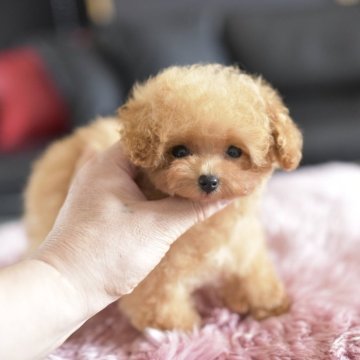トイプードル(ティーカップ)【茨城県・女の子・2025年3月3日・アプリコット】の写真「ミニミニちゃん！」