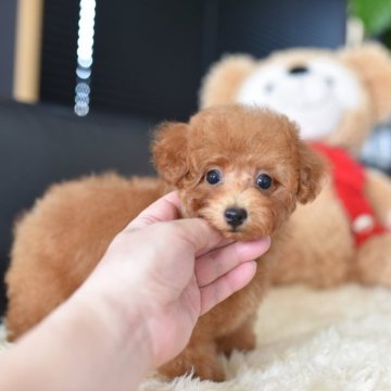 タイニープードル【茨城県・男の子・2025年7月2日・レッド】の写真「ショッピングローン60回までOK」