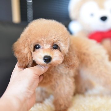 トイプードル(トイ)【茨城県・男の子・2025年7月29日・アプリコット】の写真「3kg予想の安心体型！」
