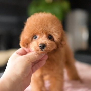 トイプードル(タイニー)【茨城県・男の子・2025年7月29日・レッド】の写真「PayPay使えます　」