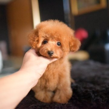 タイニープードル【茨城県・男の子・2025年7月2日・レッド】の写真「ショッピングローン60回までOK」