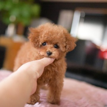 ティーカッププードル【茨城県・男の子・2025年8月14日・レッド】の写真「お目目クリクリでイケメン君」