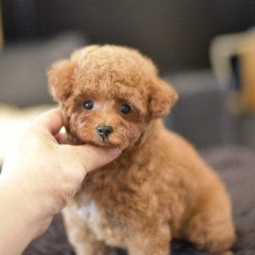 タイニープードル【茨城県・女の子・2025年7月2日・レッド】の写真「PayPay使えます　」