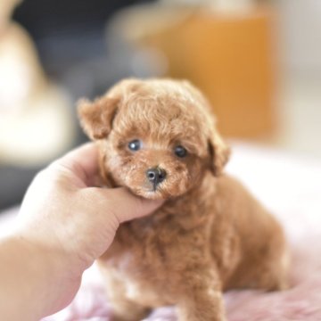 トイプードル(タイニー)【茨城県・女の子・2025年7月2日・レッド】の写真「PayPay使えます　」