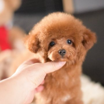 タイニープードル【茨城県・女の子・2025年7月2日・レッド】の写真「PayPay使えます　」