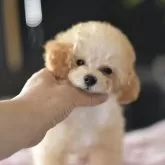 タイニープードル