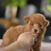 トイプードル(ティーカップ)