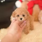 ティーカッププードル