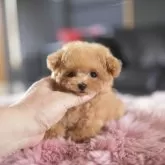 ティーカッププードル