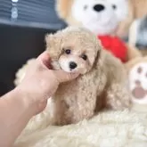 タイニープードル