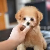 ティーカッププードル