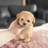 タイニープードル