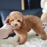 タイニープードル