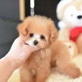 ティーカッププードル