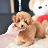 タイニープードル