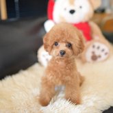 トイプードル(トイ)