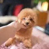 タイニープードル