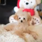 ティーカッププードル【茨城県・男の子・2025年7月18日・アプリコット】の写真3