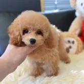 トイプードル(トイ)【茨城県・男の子・2025年7月29日・アプリコット】の写真3