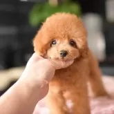 タイニープードル【茨城県・男の子・2025年7月29日・レッド】の写真4