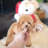 トイプードル(トイ)【茨城県・男の子・2025年7月29日・レッド】の写真4