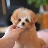 ティーカッププードル【茨城県・男の子・2025年7月18日・アプリコット】の写真4