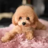 トイプードル(トイ)【茨城県・男の子・2025年7月29日・アプリコット】の写真5