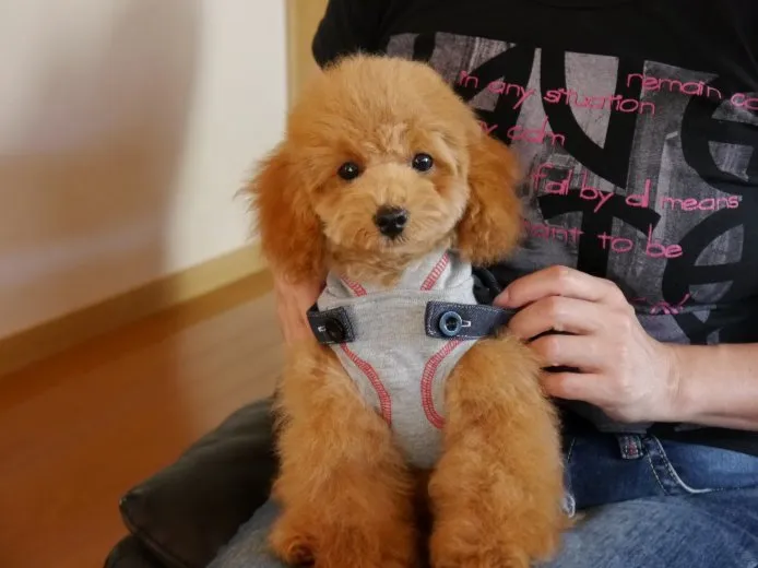 川口トイプードル 様のお迎えした子犬