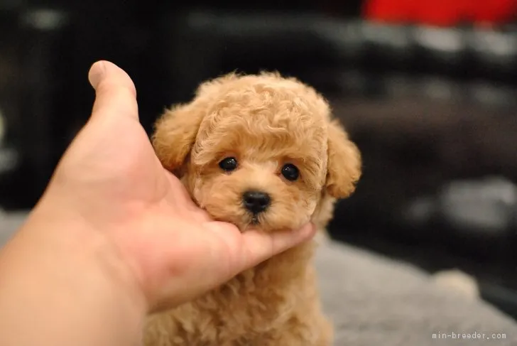ID：1809-01379の子犬