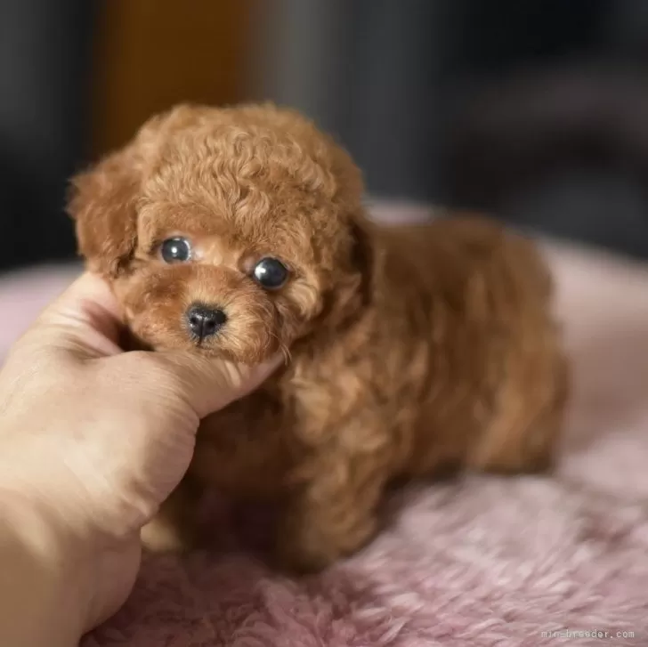 おしかず 様のお迎えした子犬