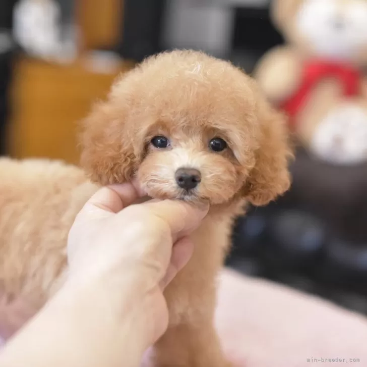 ふう 様のお迎えした子犬