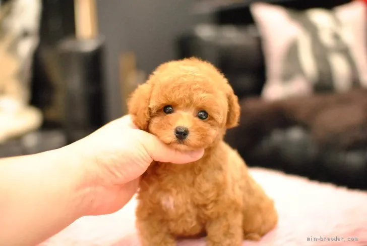 ID：2006-01546の子犬