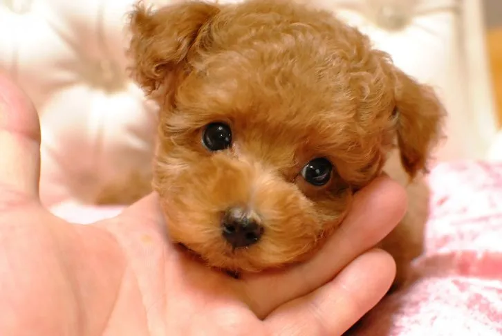 黒柳麻美 様のお迎えした子犬