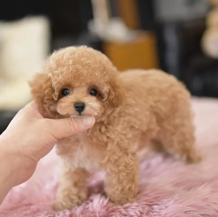 ID:2405-00120の子犬