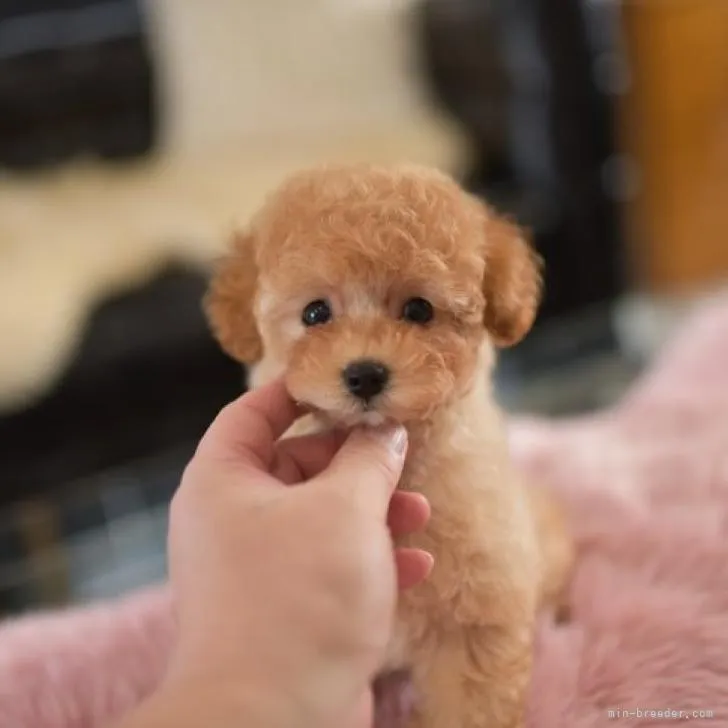 ID：2211-01899の子犬