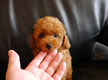 トイプードル(タイニー)【茨城県・男の子・2013年7月23日・レッド】の写真「とても人懐っこいです(*^_^*)」
