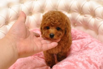 トイプードル(タイニー)【茨城県・男の子・2016年6月26日・レッド】の写真「あんよ短いドワーフ体型(#^.^#)」
