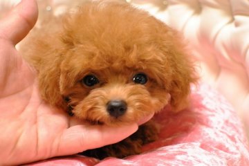 トイプードル(ティーカップ)【茨城県・男の子・2016年6月2日・レッド】の写真「小さくてもヤンチャさんですよ(#^.^#)」