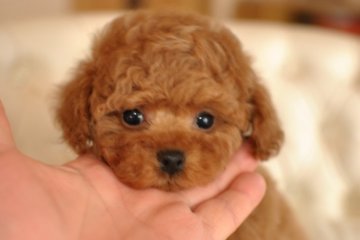 トイプードル(タイニー)【茨城県・男の子・2016年12月27日・レッド】の写真「上品な顔立ちのイケメン君♪」