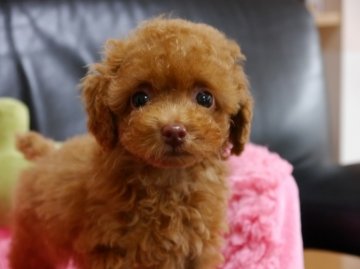 トイプードル(ティーカップ)【茨城県・女の子・2013年7月23日・うすいレッド】の写真「綺麗な毛色です(*^-^*)」