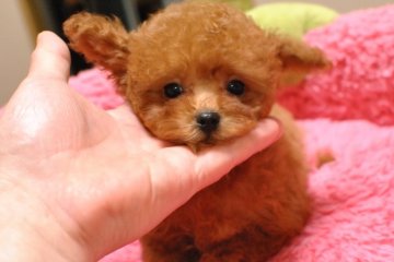 トイプードル(ティーカップ)【茨城県・女の子・2016年10月26日・レッド】の写真「子猫の様な可愛い子です(*^。^*)」